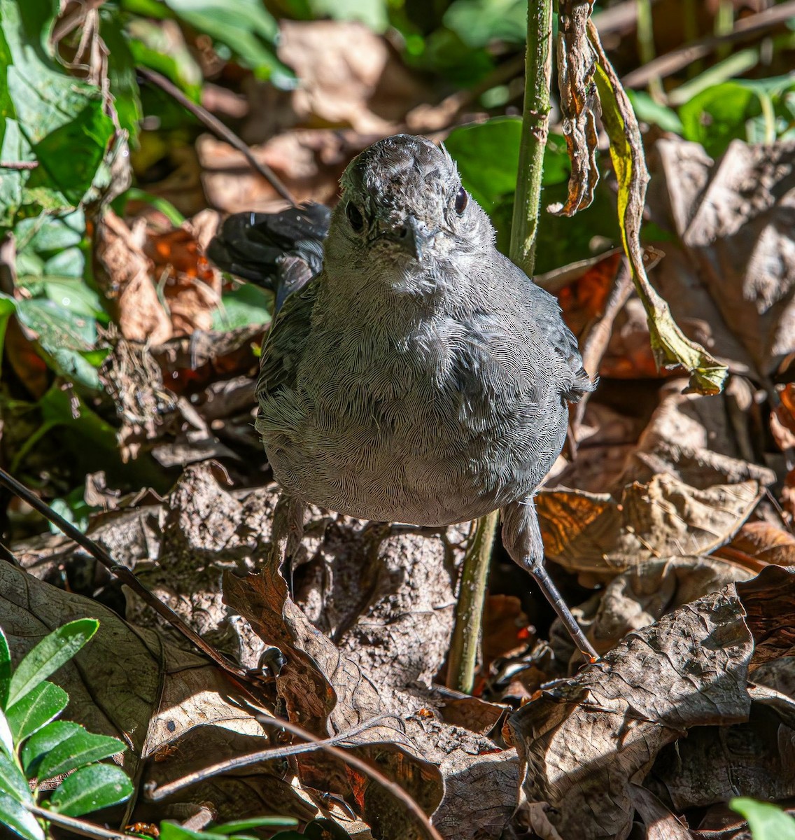 kattespottefugl - ML641352651