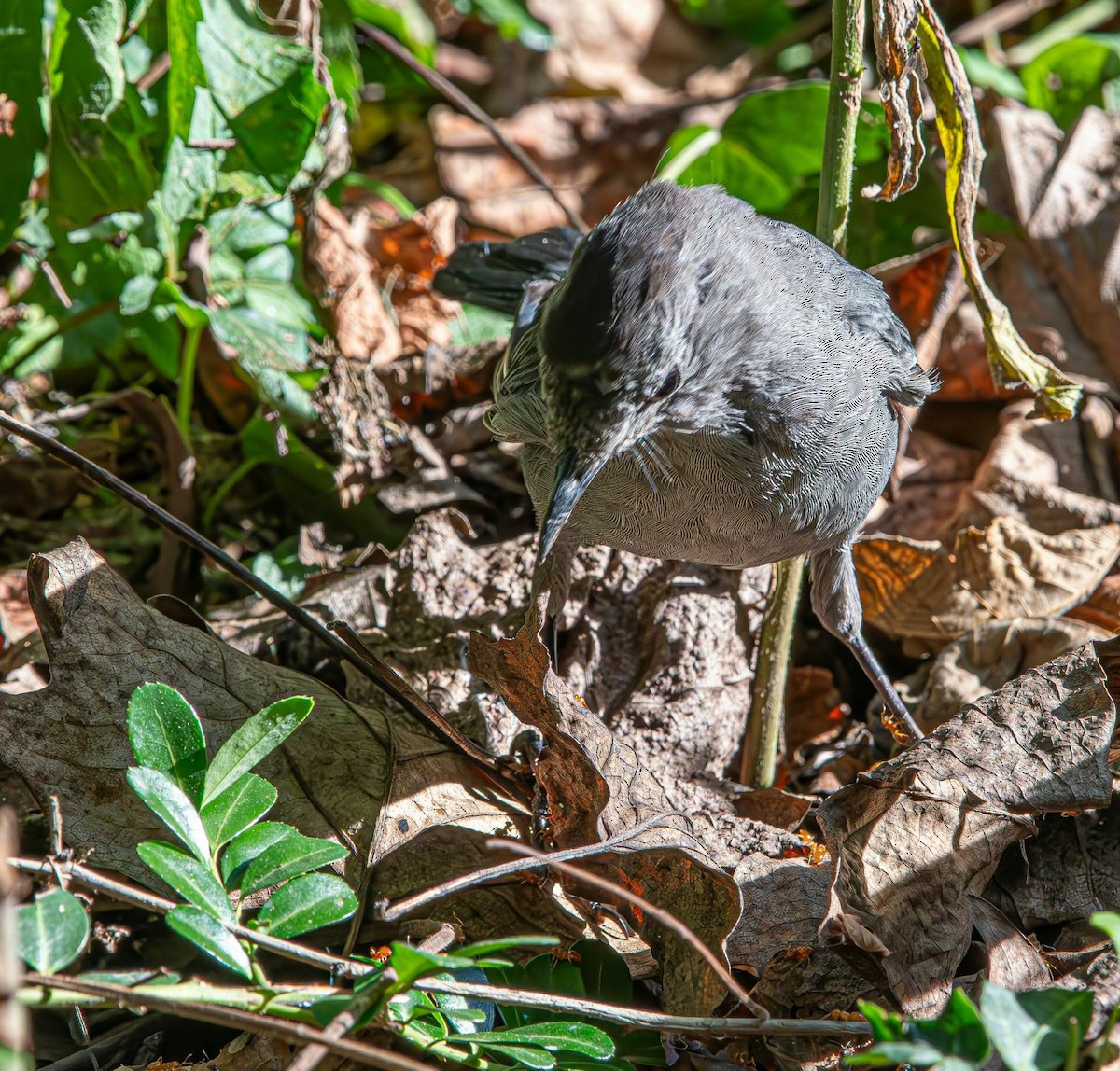 kattespottefugl - ML641352652
