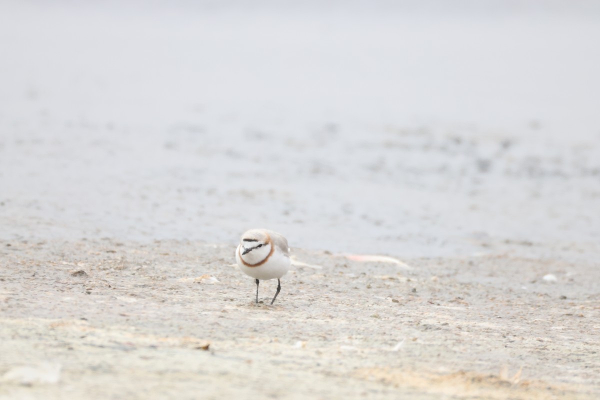 Chestnut-banded Plover - ML641352709