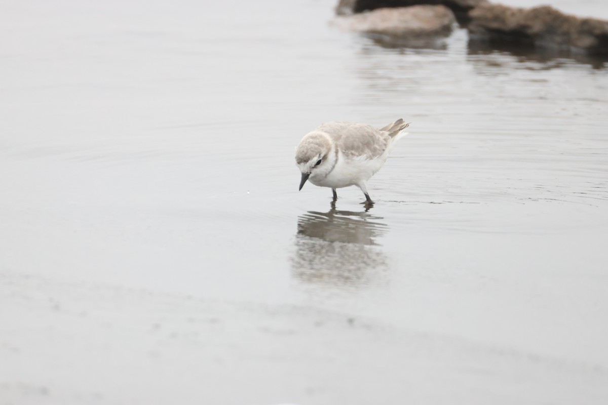 Chestnut-banded Plover - ML641352710