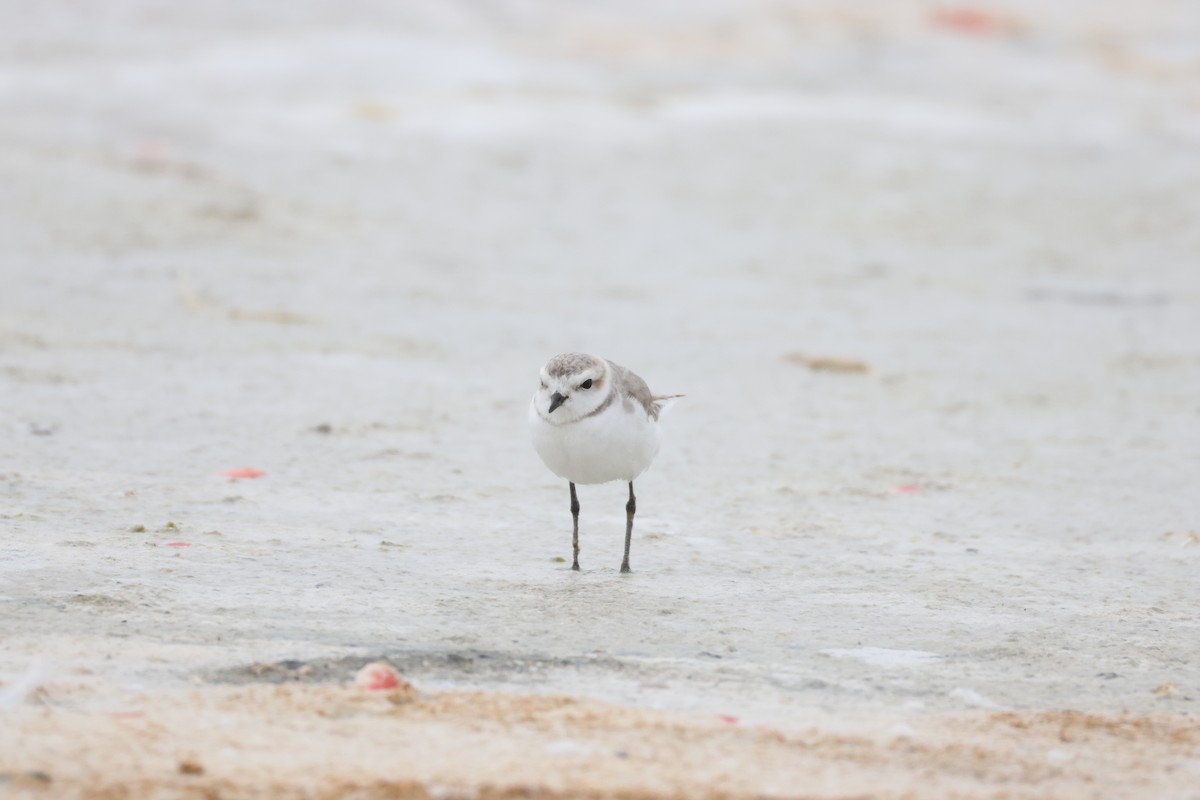 Chestnut-banded Plover - ML641352711