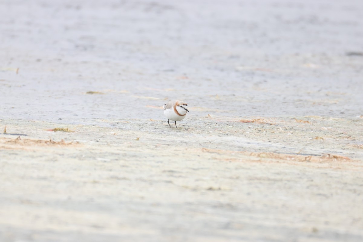 Chestnut-banded Plover - ML641352712