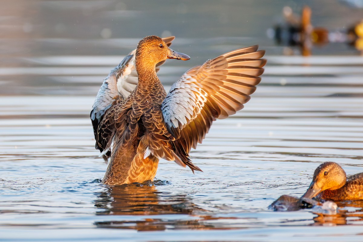 Cinnamon Teal - ML641352721