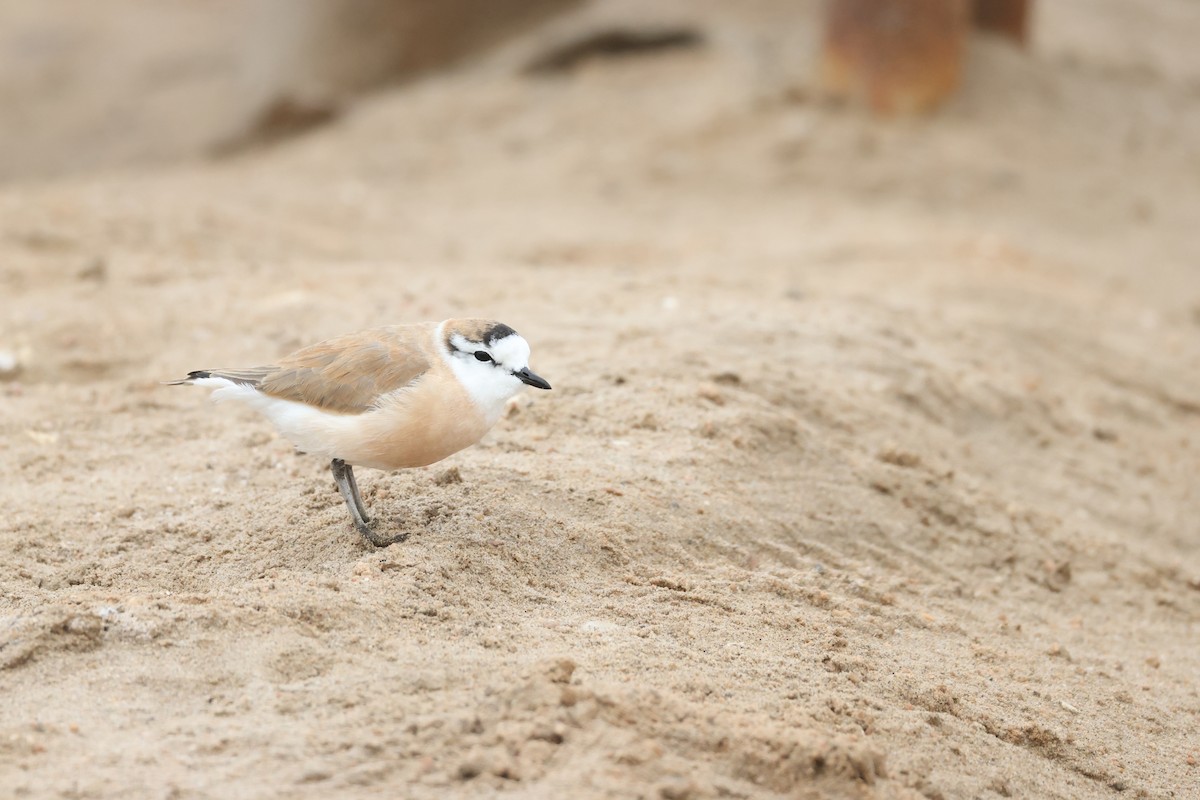 White-fronted Plover - ML641352723