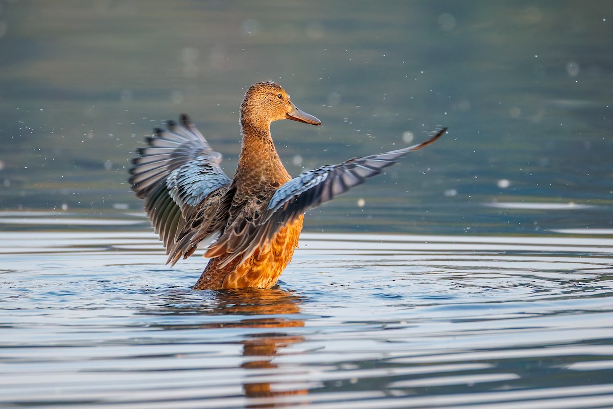 Cinnamon Teal - ML641352725