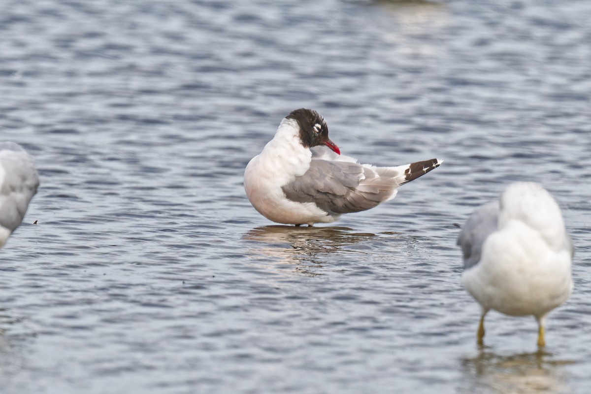 Franklin's Gull - ML641352728