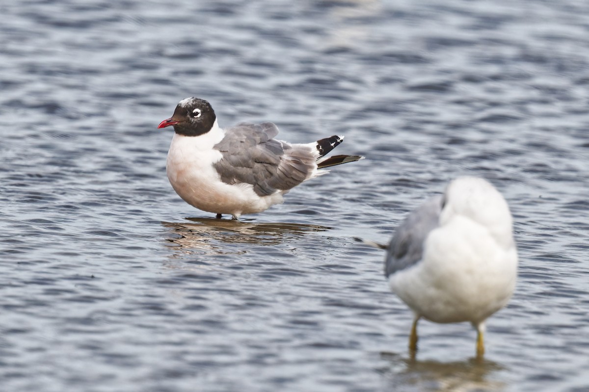 Franklin's Gull - ML641352729