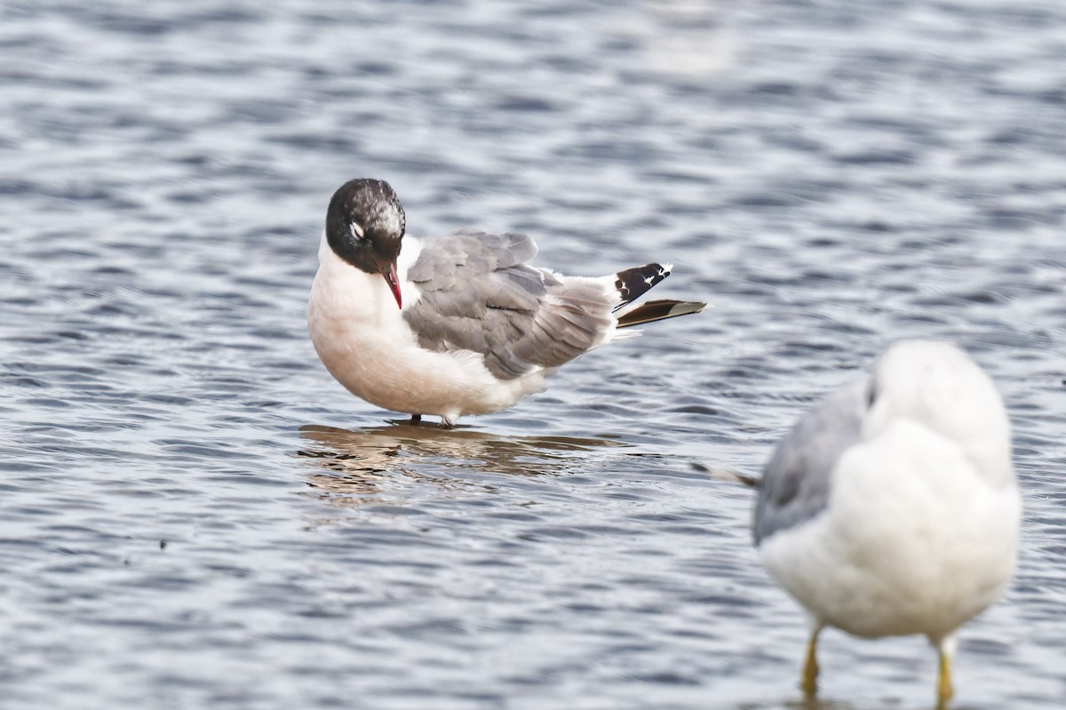 Franklin's Gull - ML641352730