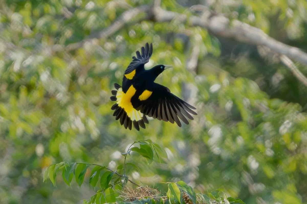 Yellow-rumped Cacique - ML641352737