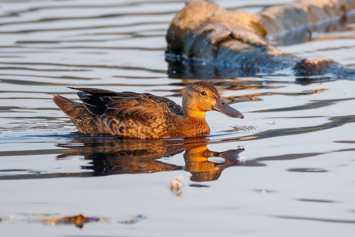 Cinnamon Teal - ML641352738