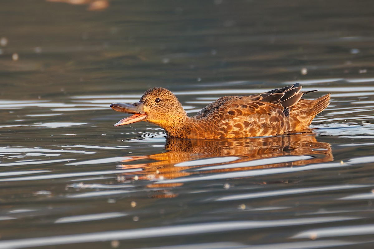 Cinnamon Teal - ML641352739