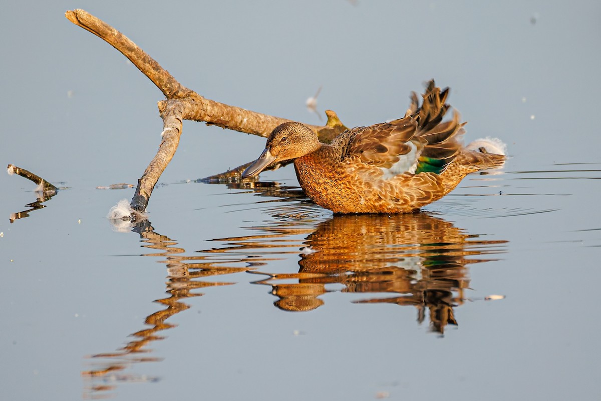 Cinnamon Teal - ML641352740