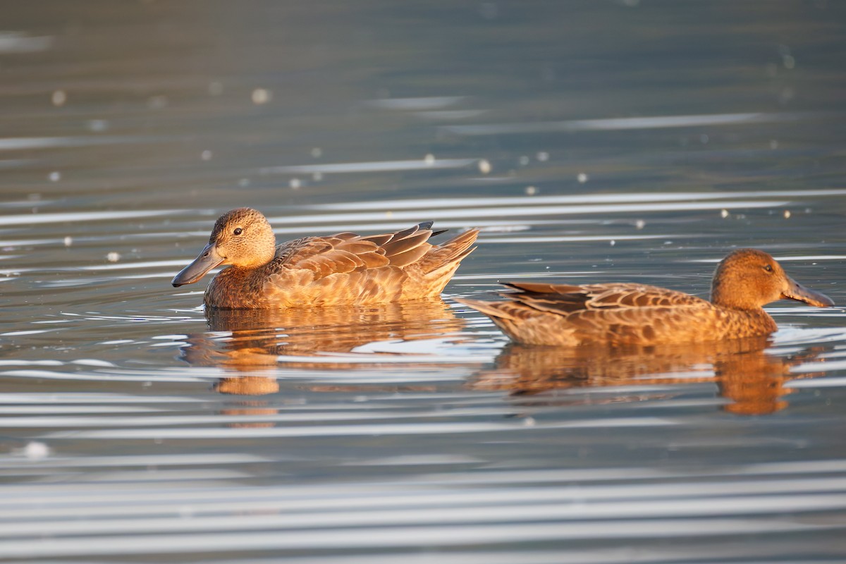 Cinnamon Teal - ML641352741