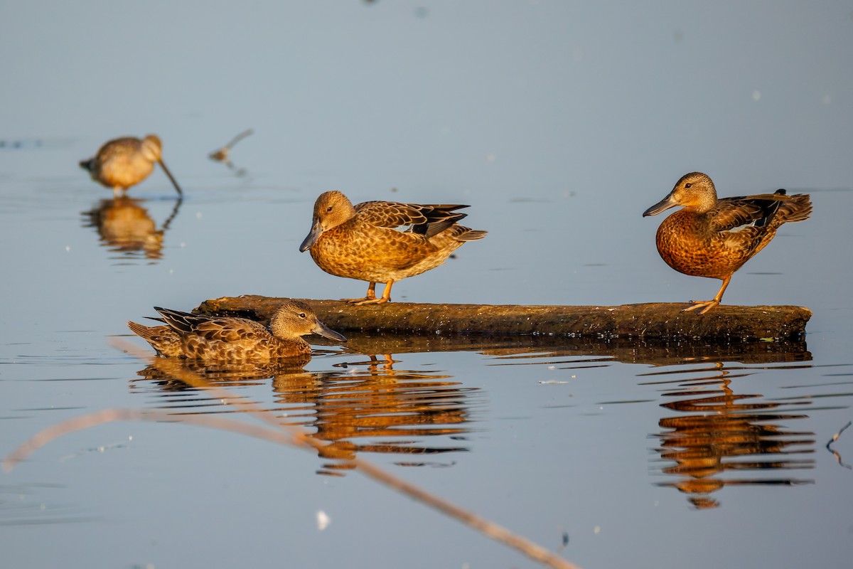 Cinnamon Teal - ML641352742