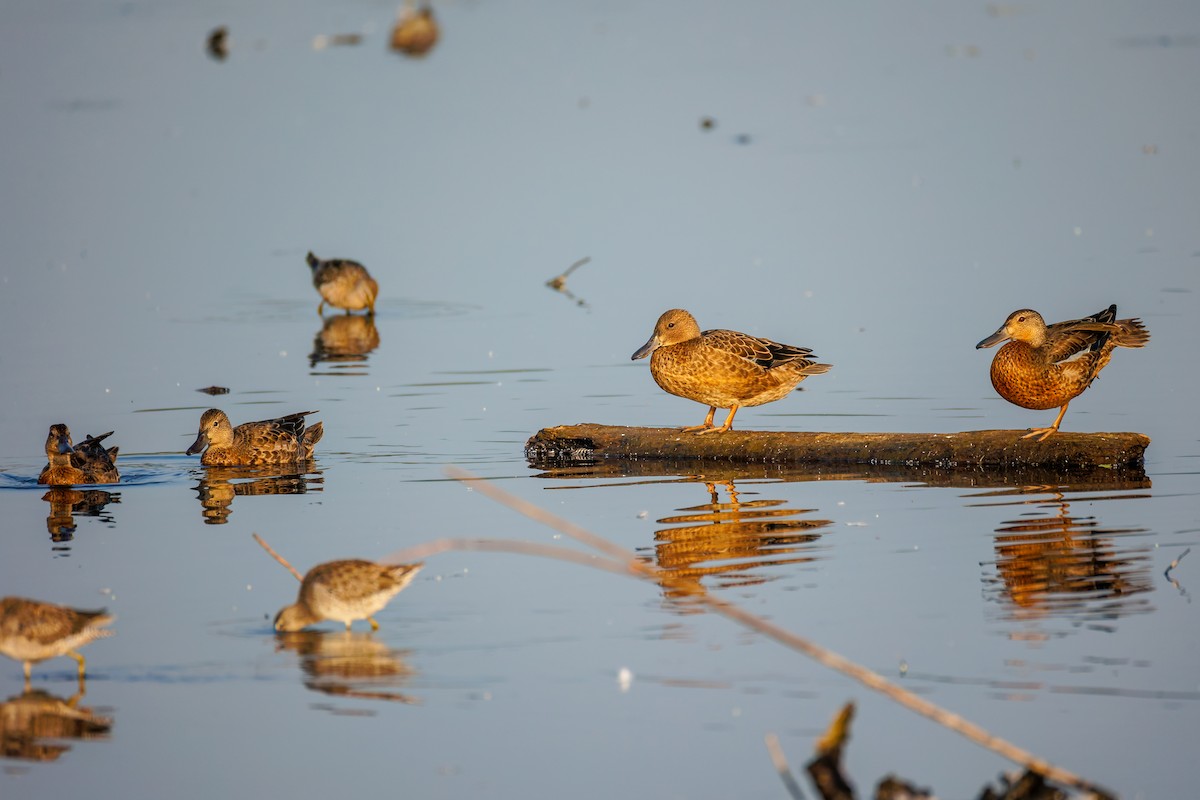 Cinnamon Teal - ML641352743