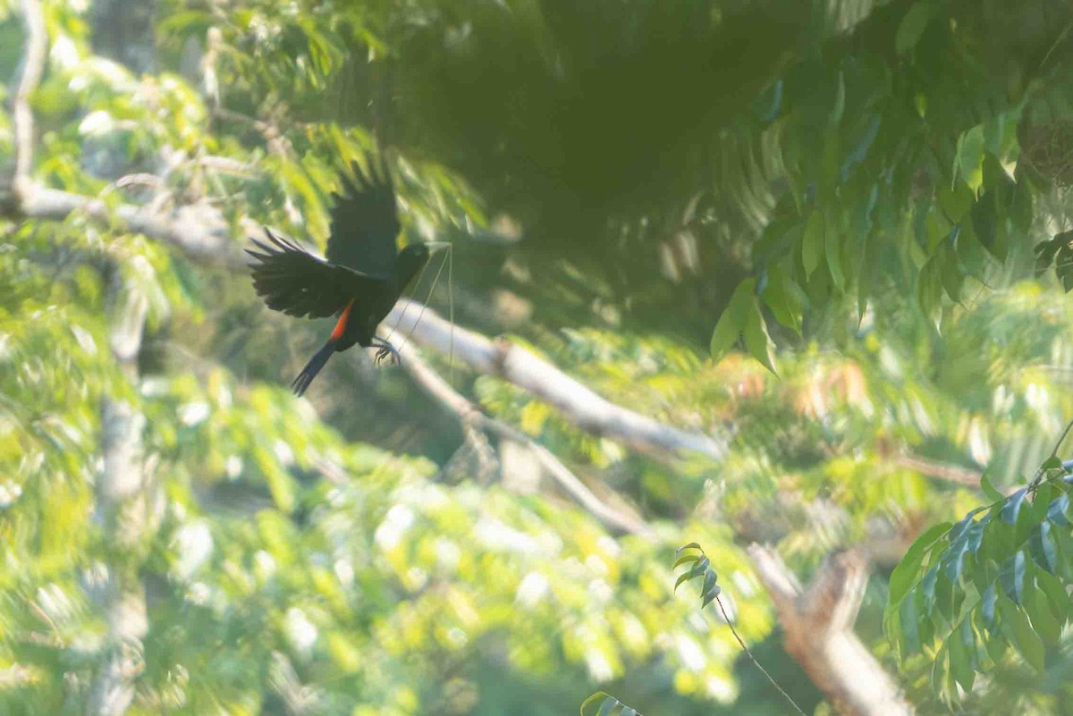 Red-rumped Cacique - ML641352776