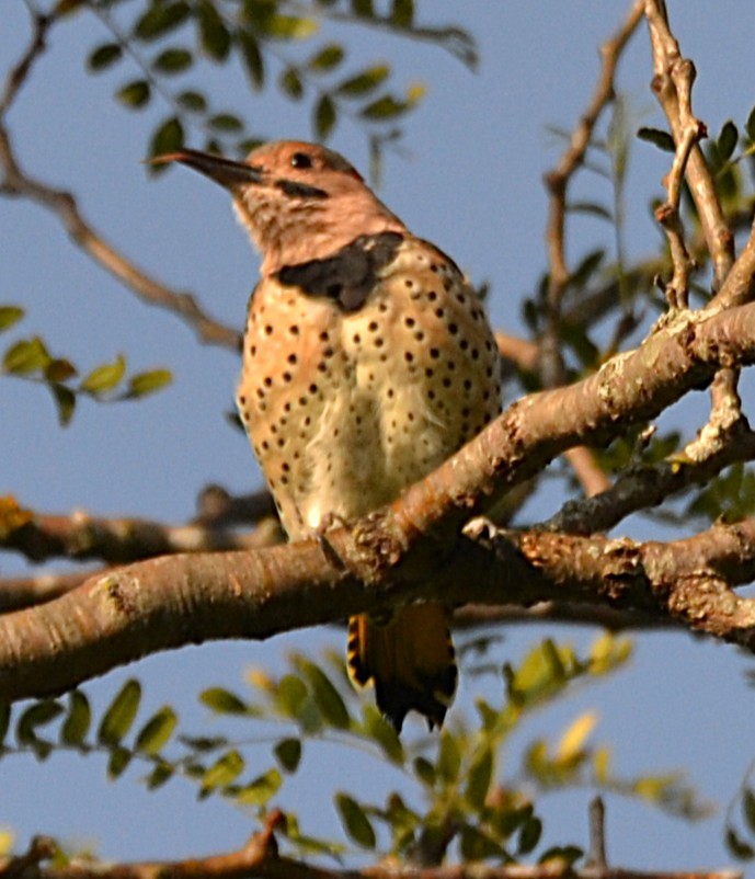 Northern Flicker - ML641352817