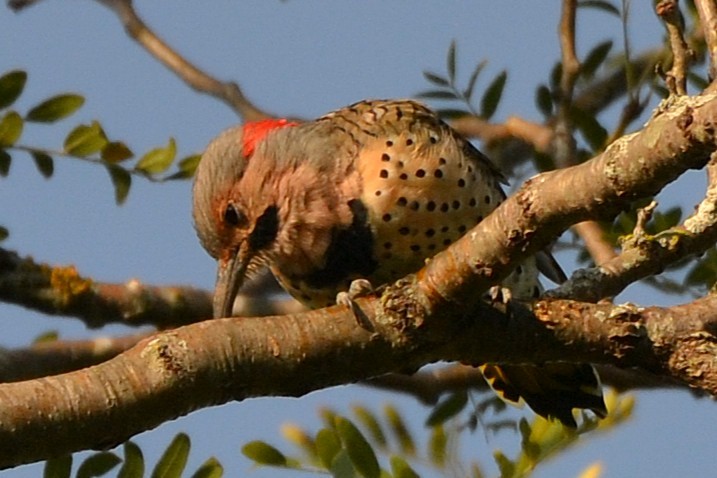 Northern Flicker - ML641352818