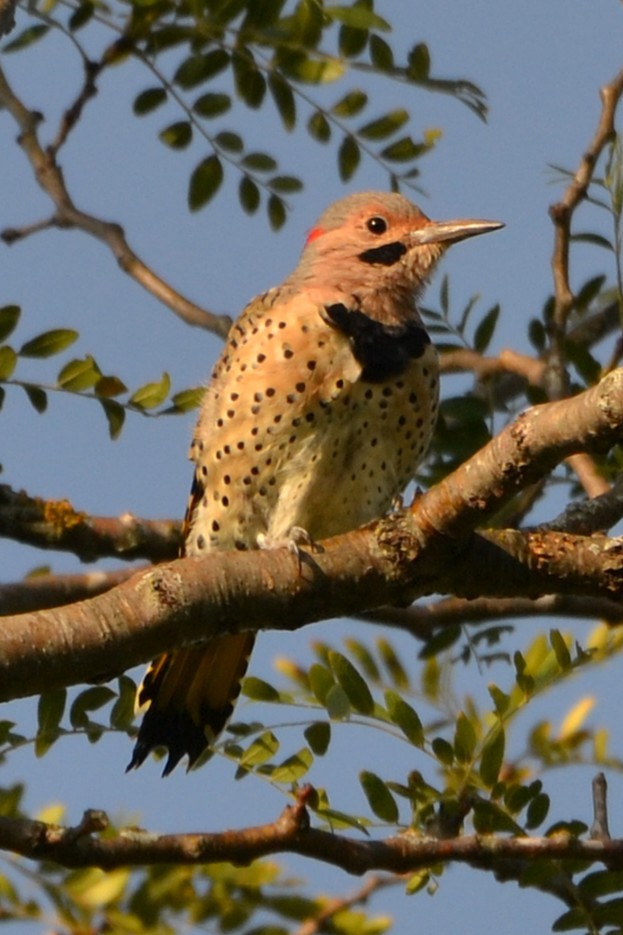 Northern Flicker - ML641352819