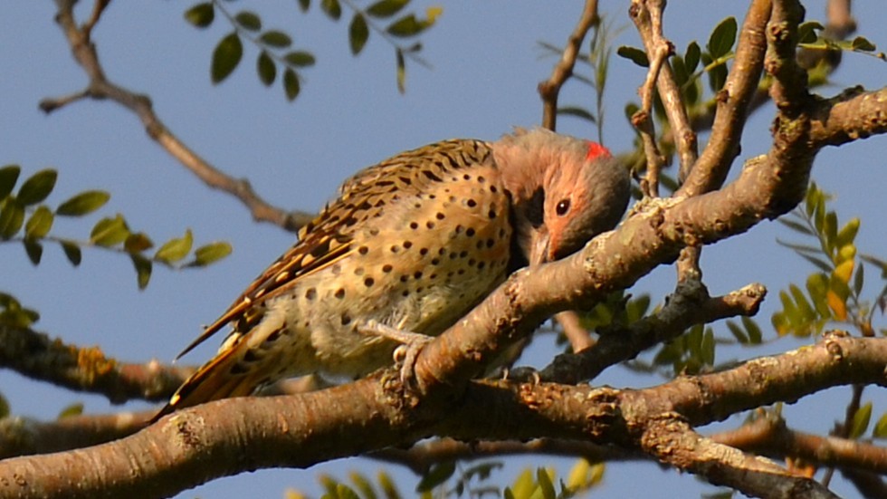 Northern Flicker - ML641352820