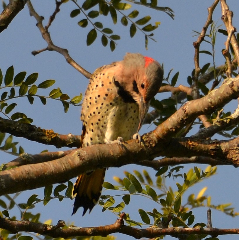 Northern Flicker - ML641352821