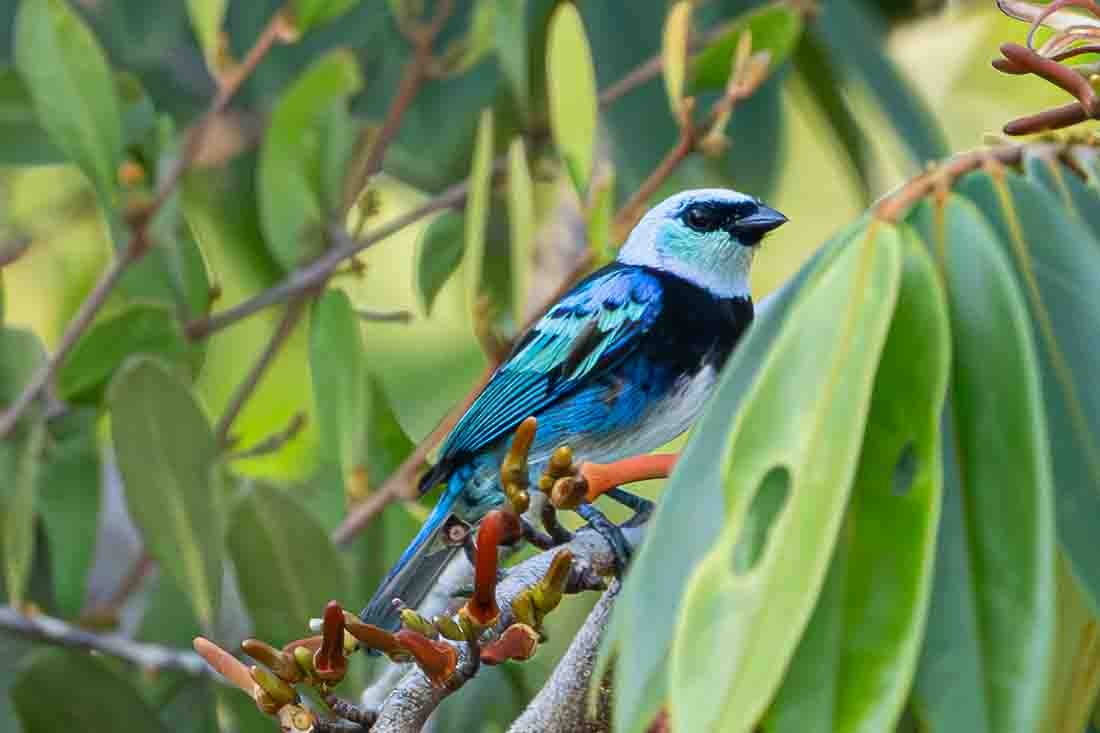 Masked Tanager - ML641352839