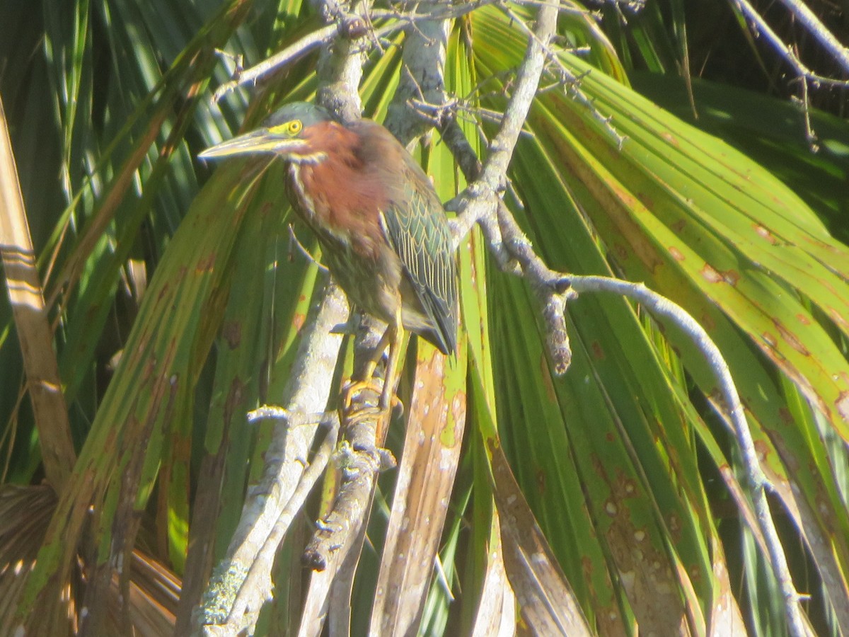 Green Heron - ML641352845