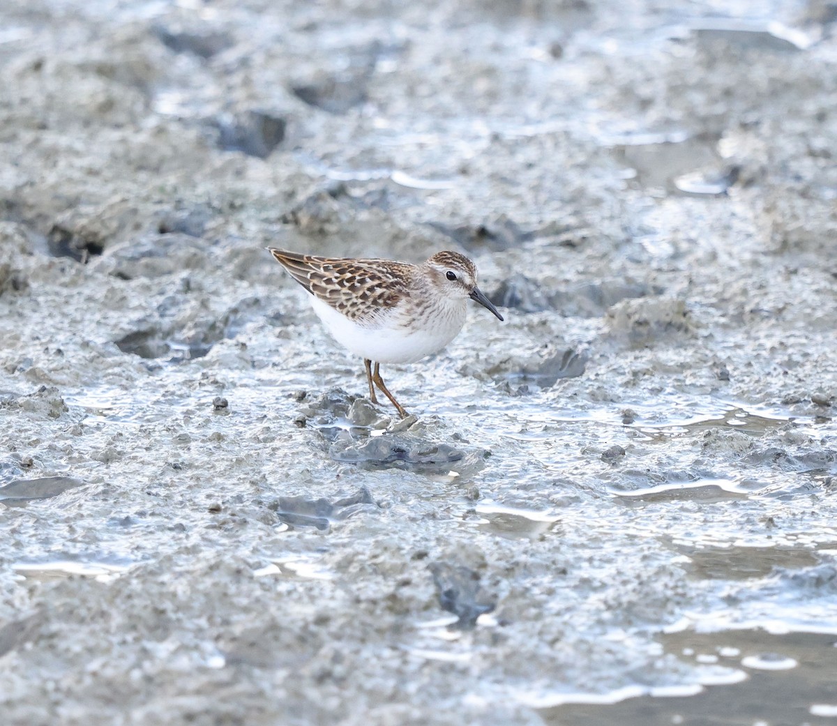 Least Sandpiper - ML641352858