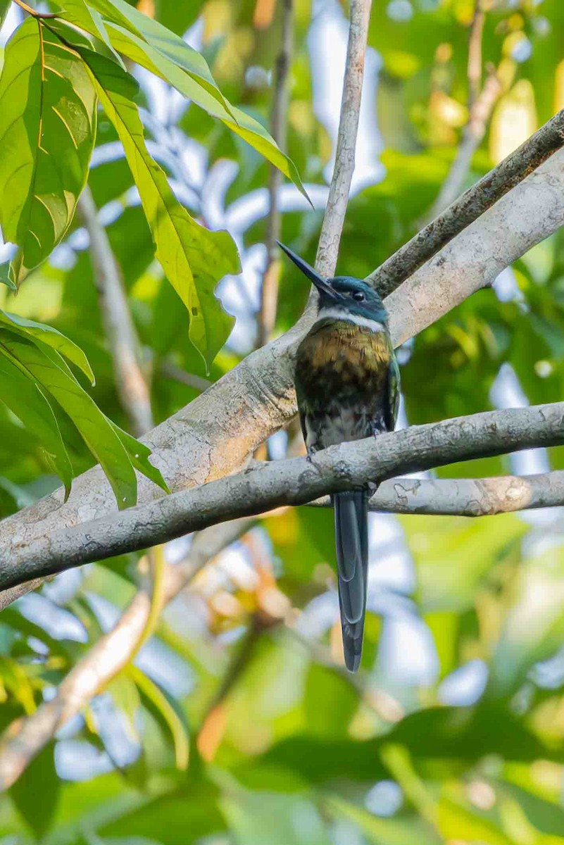 Bronzy Jacamar - ML641352871