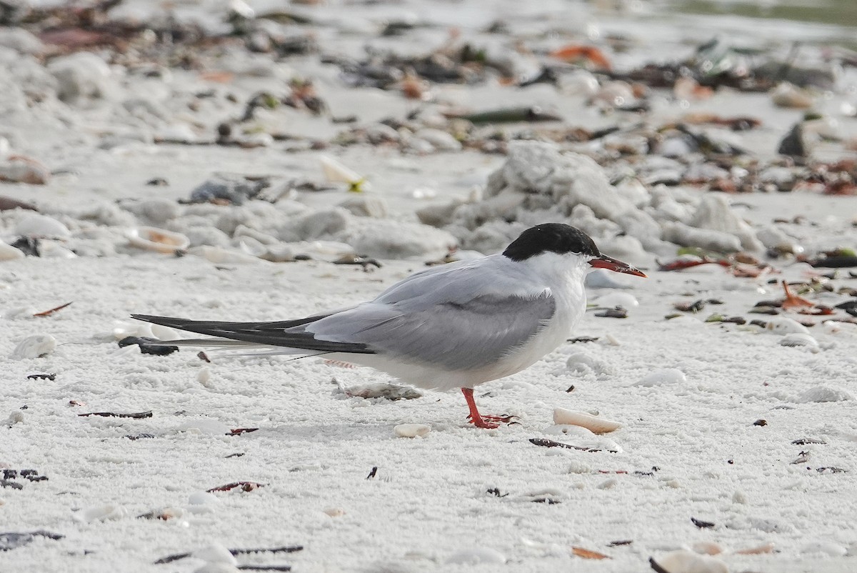 Common Tern - ML641352873