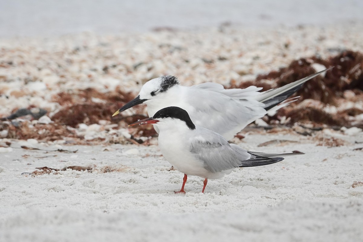 Common Tern - ML641352874