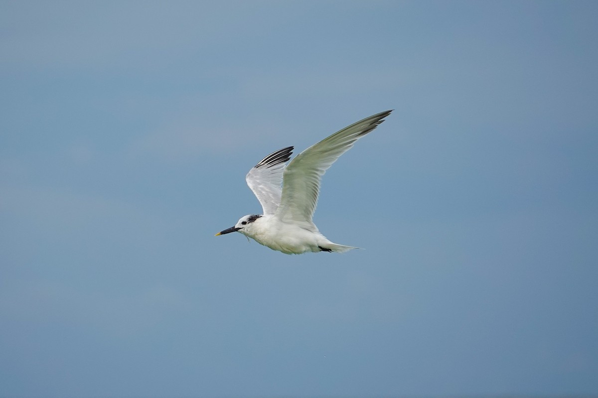 Sandwich Tern - ML641352884