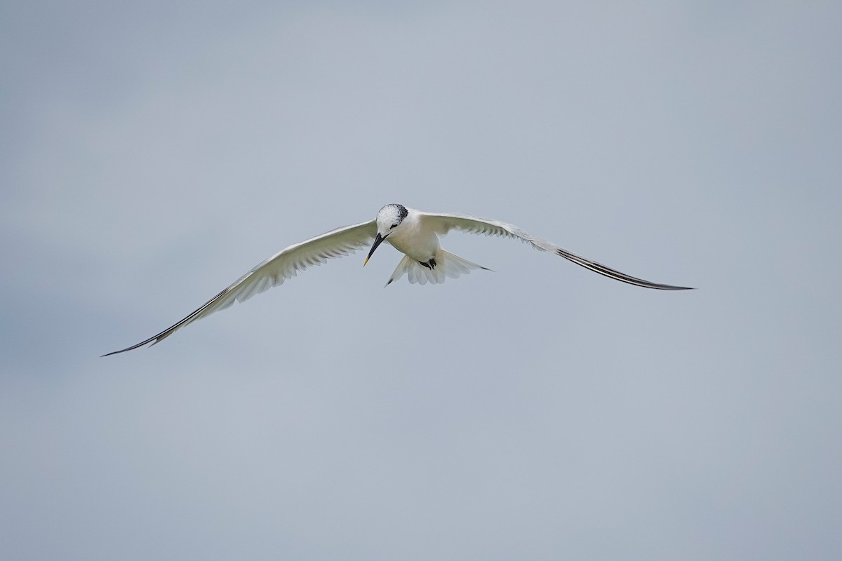 Sandwich Tern - ML641352885