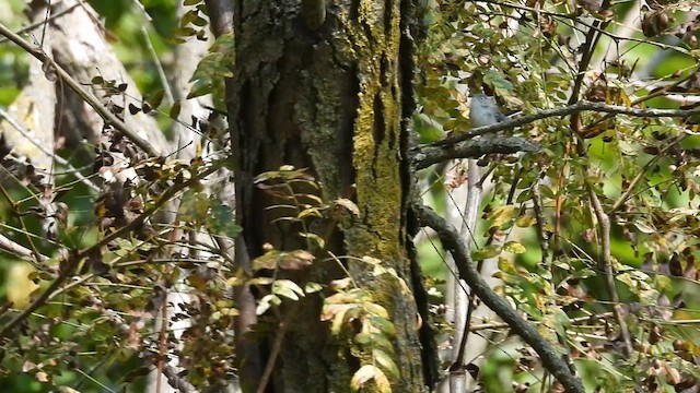 Blue-gray Gnatcatcher - ML641352891