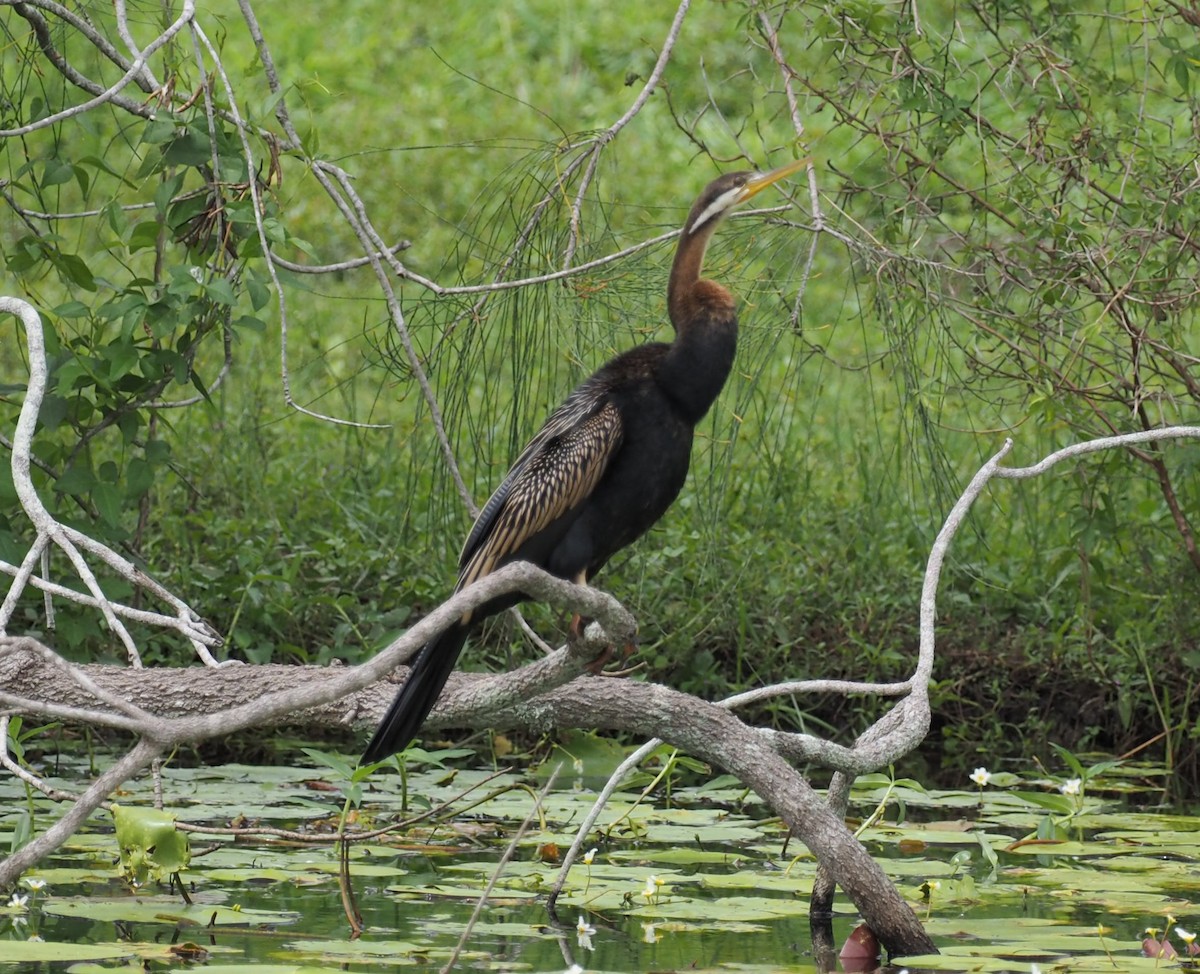 Anhinga Australiana - ML641352939