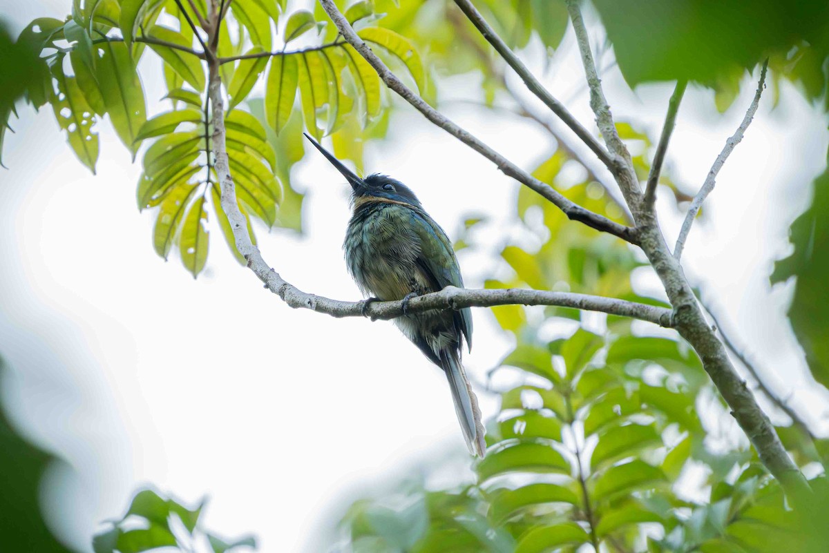 Bronzy Jacamar - ML641352944