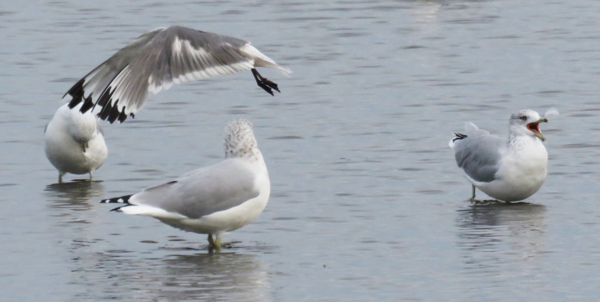Franklin's Gull - ML641352964