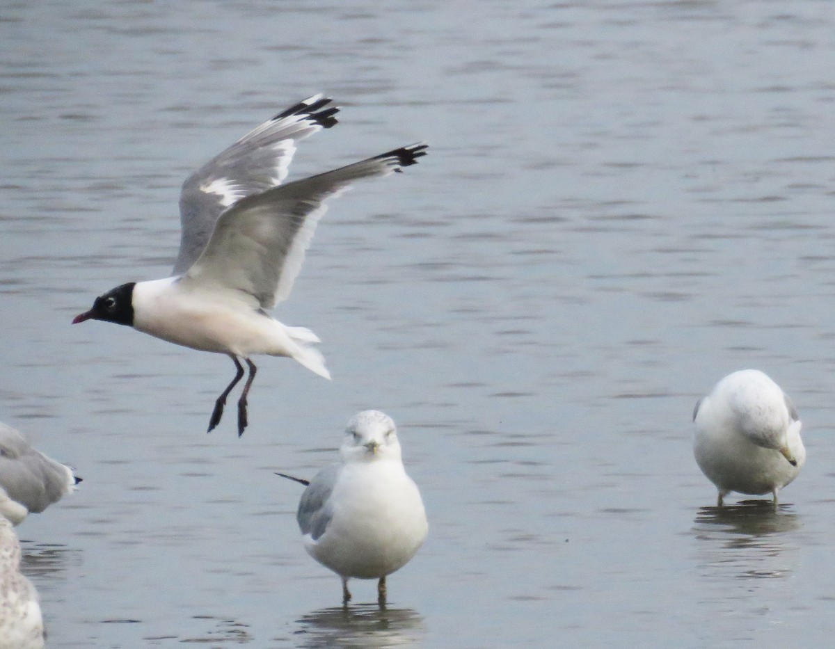 Franklin's Gull - ML641352965