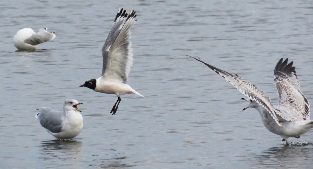 Franklin's Gull - ML641352966