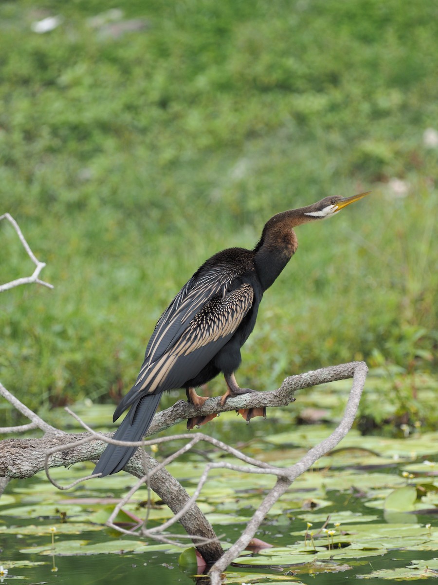 Anhinga Australiana - ML641352975