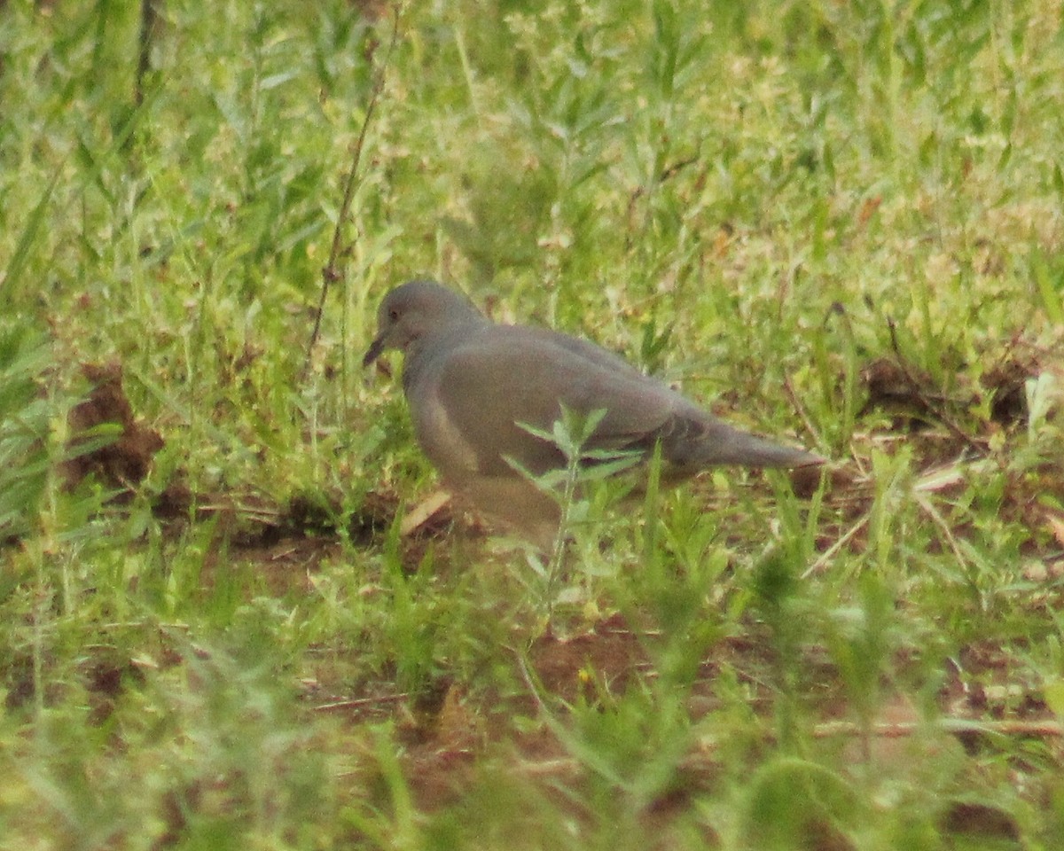 White-tipped Dove (brasiliensis Group) - ML641352976