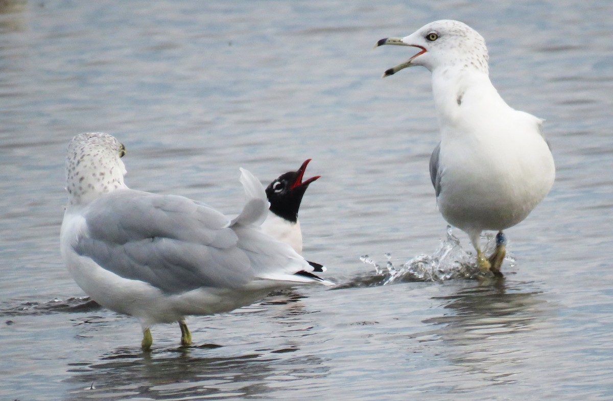 Franklin's Gull - ML641352977