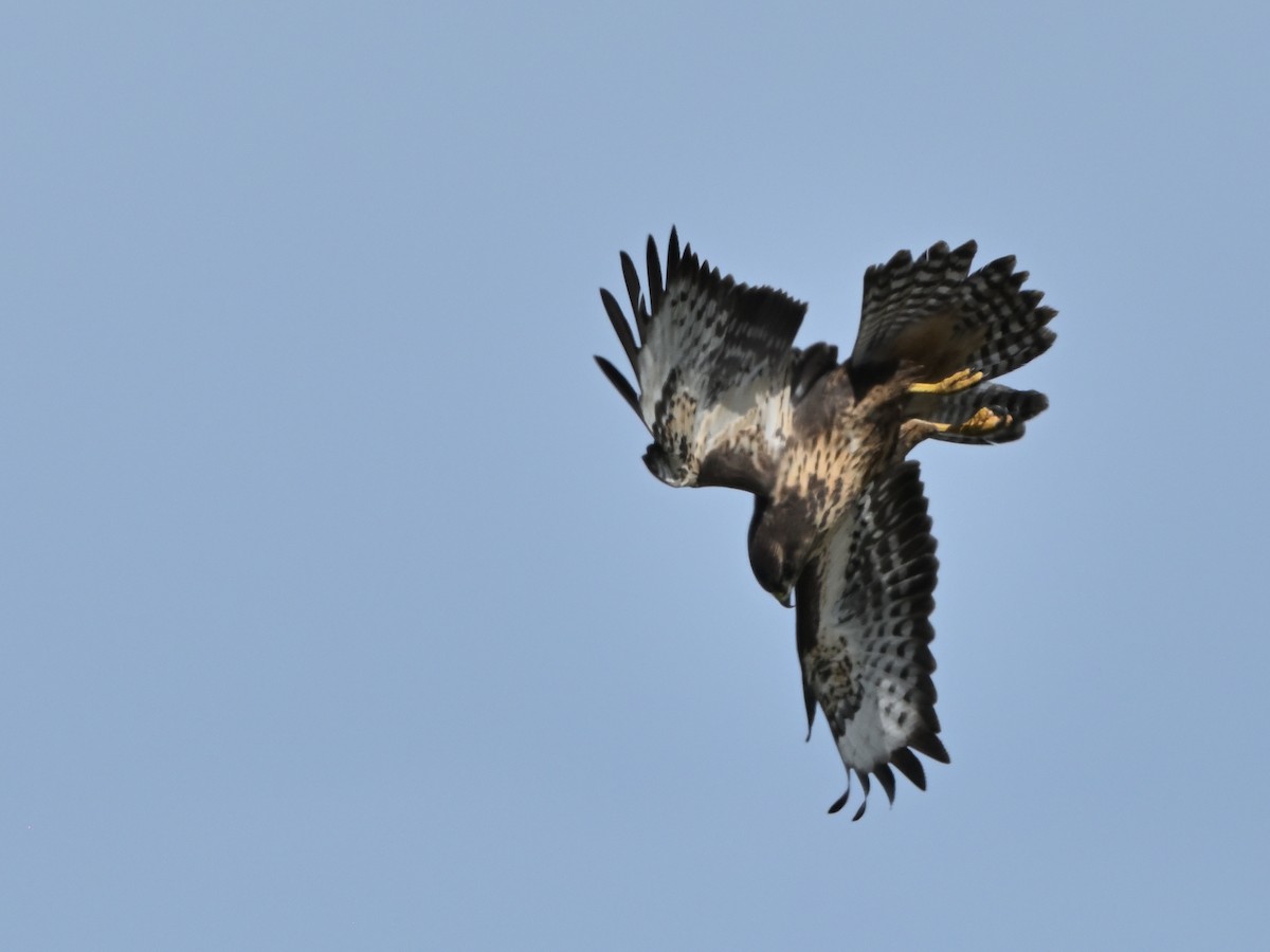 Common Buzzard (Azores) - ML641352987