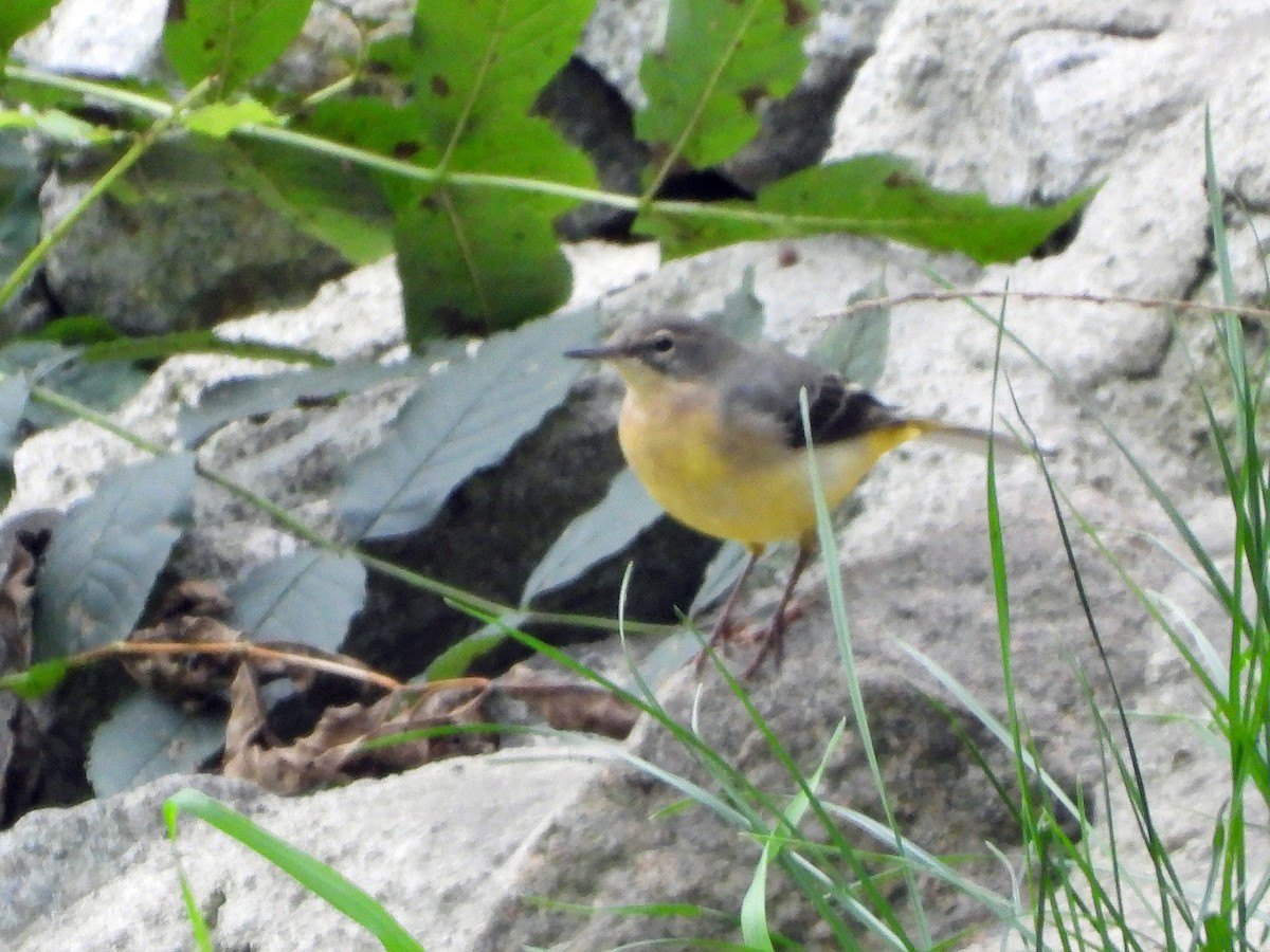 Gray Wagtail - ML641353017