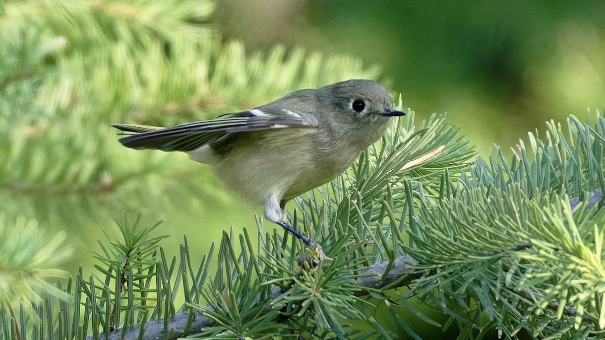 Rubingoldhähnchen - ML641353021