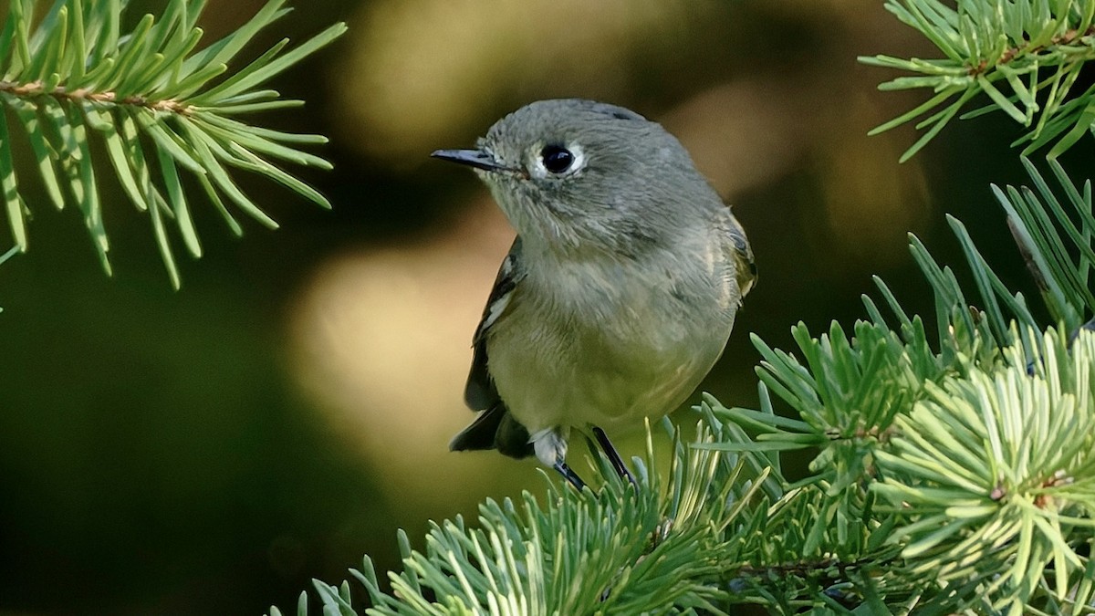 Rubingoldhähnchen - ML641353022