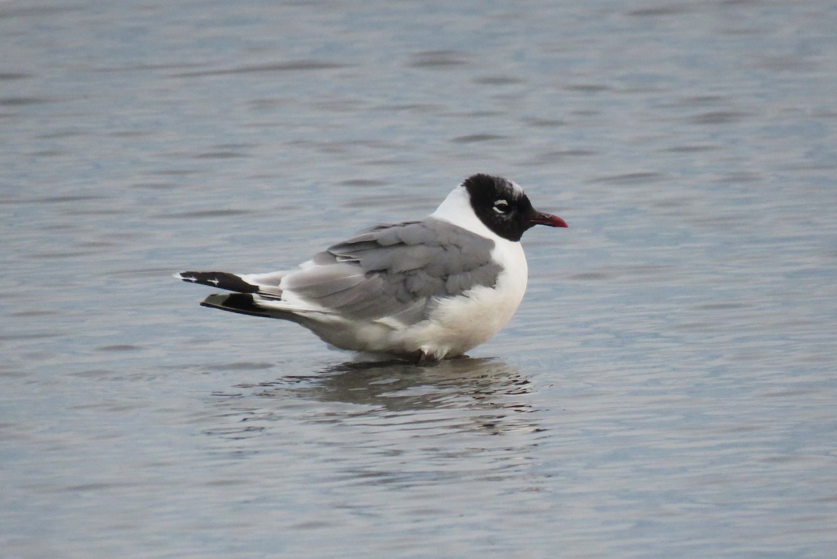 Franklin's Gull - ML641353029