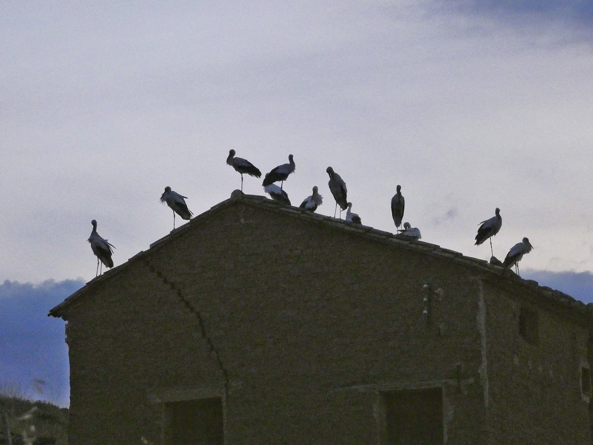 White Stork - ML641353036
