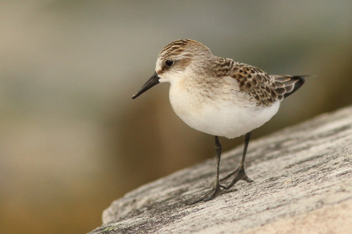 Semipalmated Sandpiper - Josh Duis