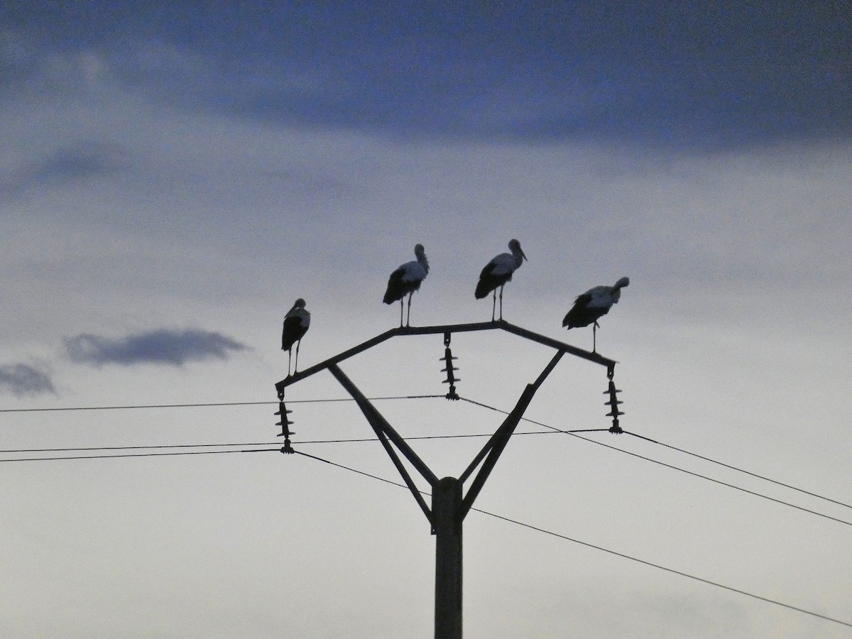White Stork - ML641353054